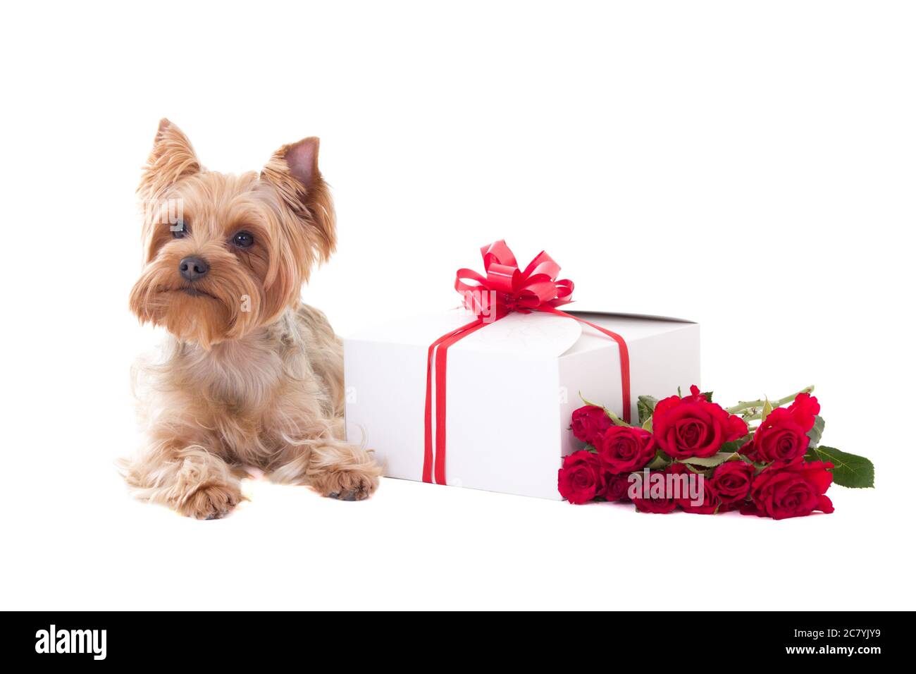 Niedlichen kleinen Hund yorkshire Terrier liegen mit Geschenkbox und Blumen isoliert auf weißem Hintergrund Stockfoto