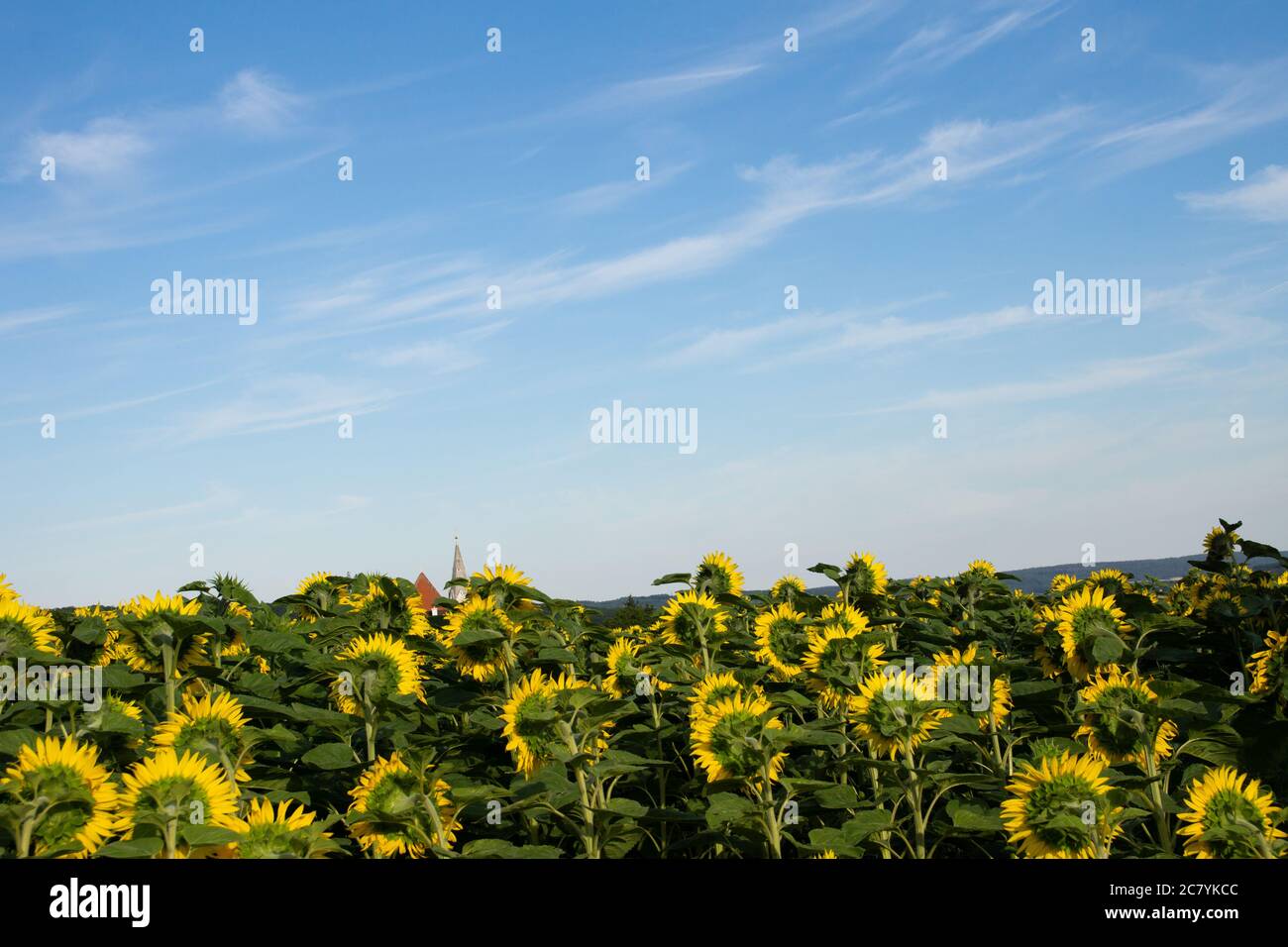 Sonnenblumenfeld im Sommer mit blauem Himmel Stockfoto
