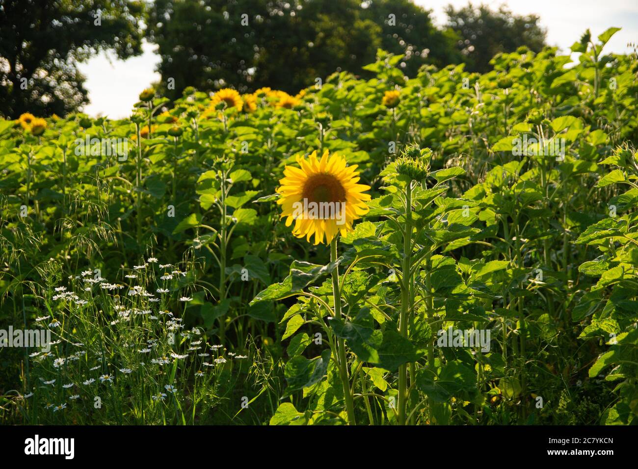 Sonnenblumenfeld im Sommer mit Bäumen im Hintergrund Stockfoto