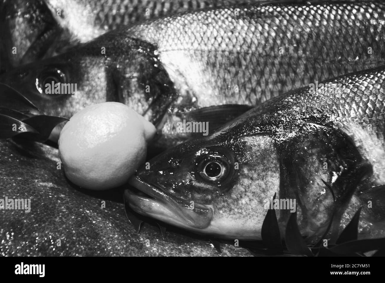 Europäische Bass und Brill zum Verkauf et Fischmarkt in Frankreich. Fisch hat wichtige Nährstoffe wie Protein, Vitamin D, Omega-3. Schwarz-weiß Foto. Stockfoto