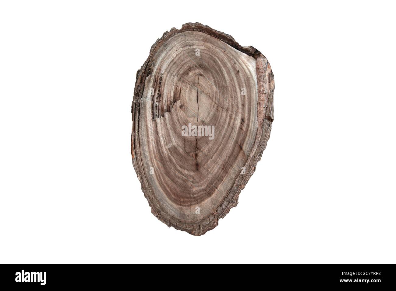Bild mit einer Überkopfansicht einer Textur eines alten Holzholzzlogs mit der Markierung von Alterslinien auf isoliert mit Beschneidungspfad. Stockfoto