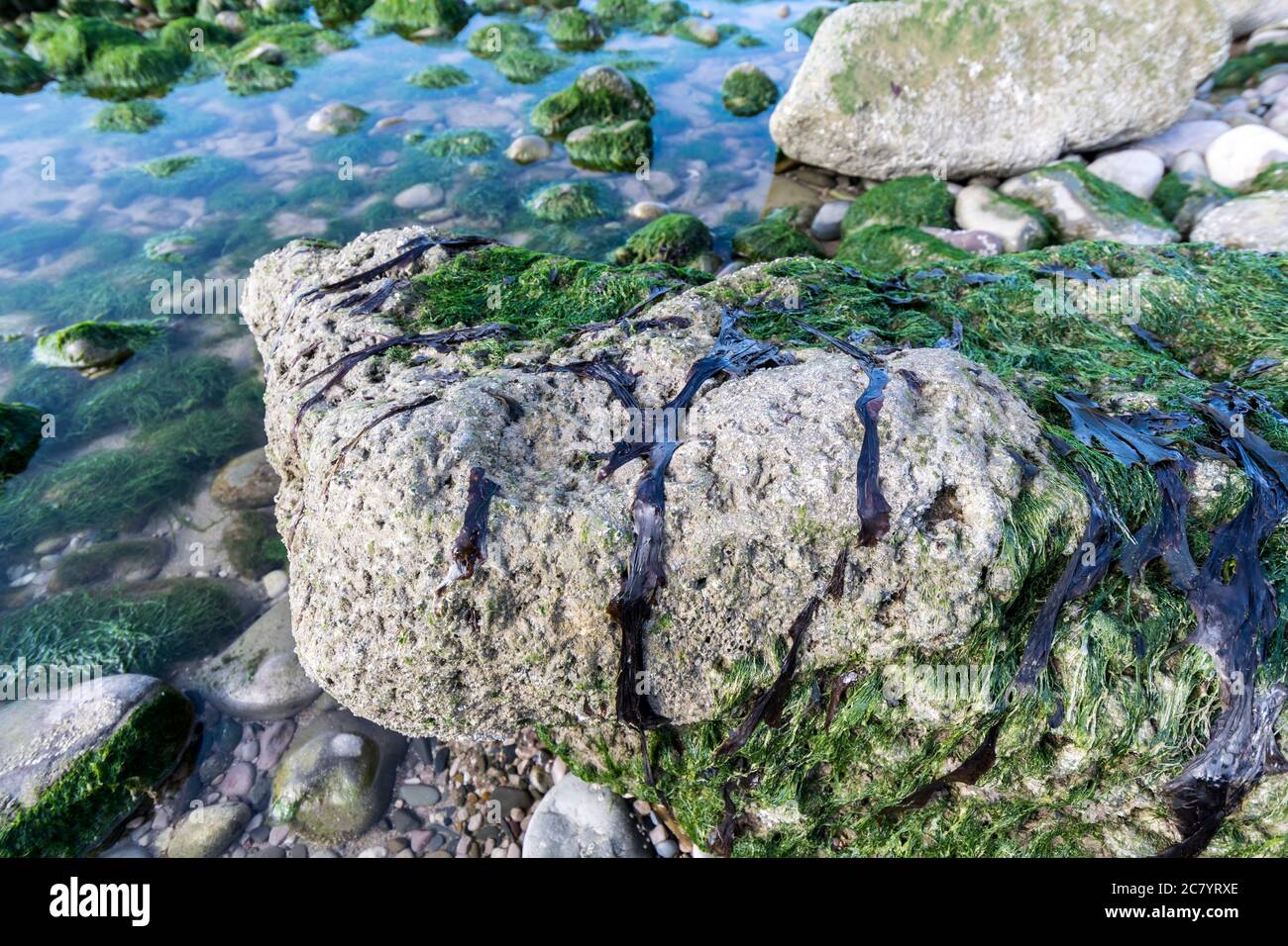 Seetang-Schellammer Porphyra umbilicalis Stockfoto