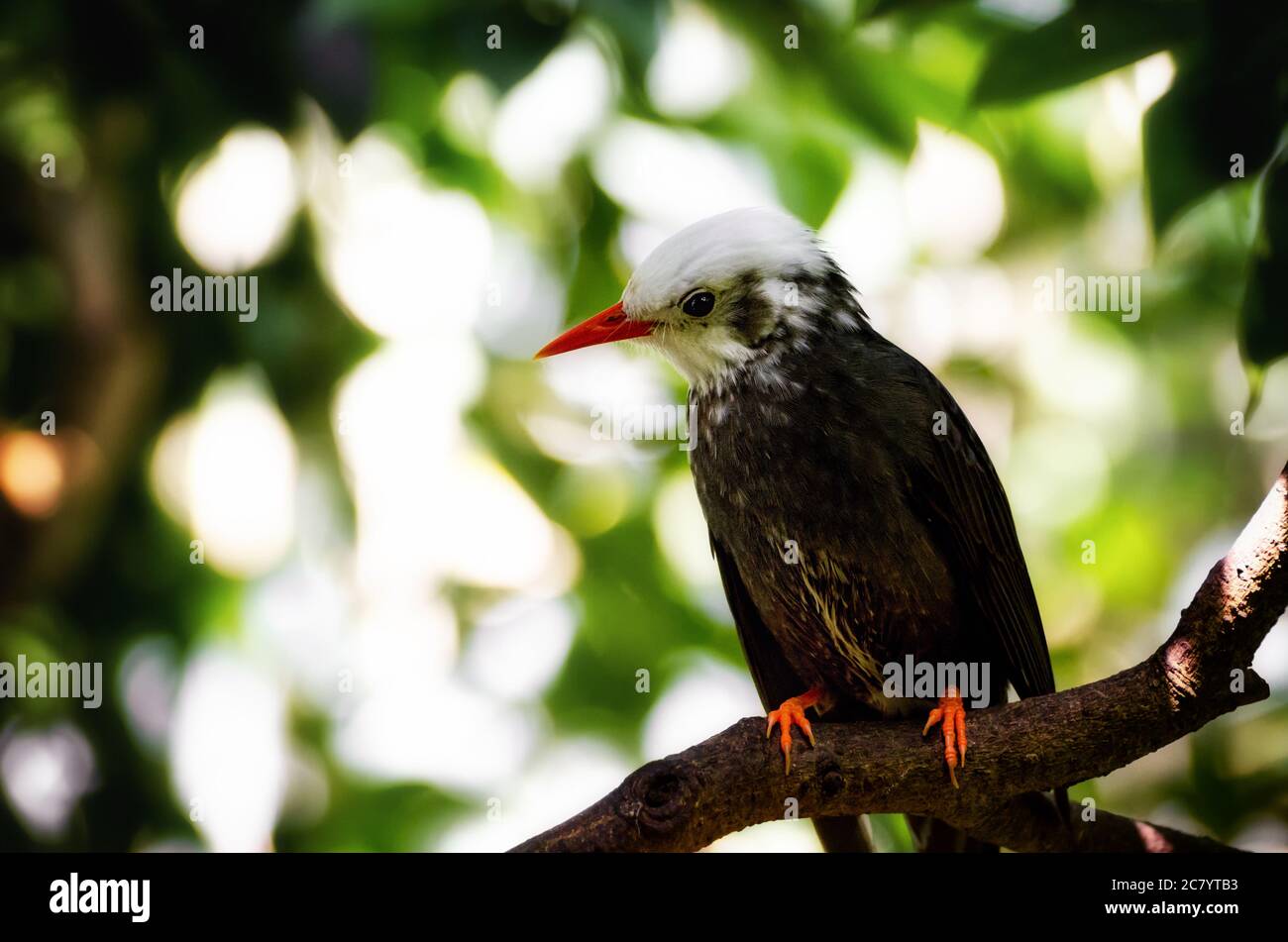 Madagaskar Bulbul (hypsipetes madagascariensis) exotischer Vogel auf einem Baumzweig Stockfoto