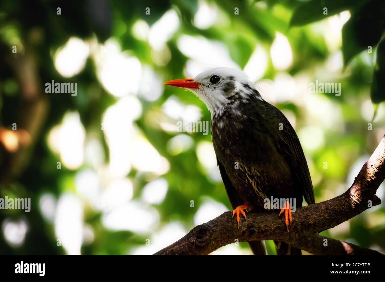 Madagaskar Bulbul (hypsipetes madagascariensis) exotischer Vogel auf einem Baumzweig Stockfoto