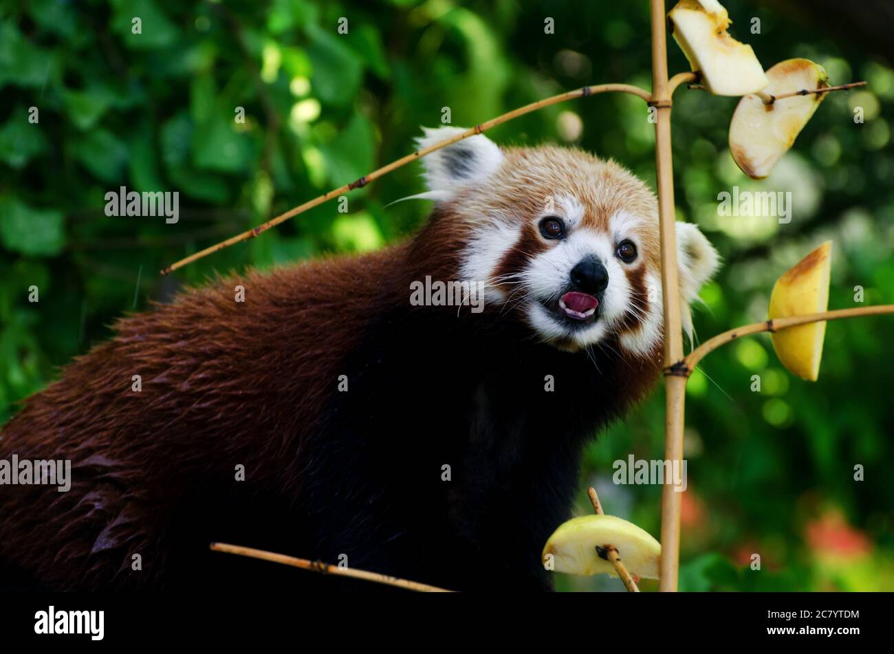Roter Panda (Ailurus fulgens), auf einem Baum gehend Stockfoto