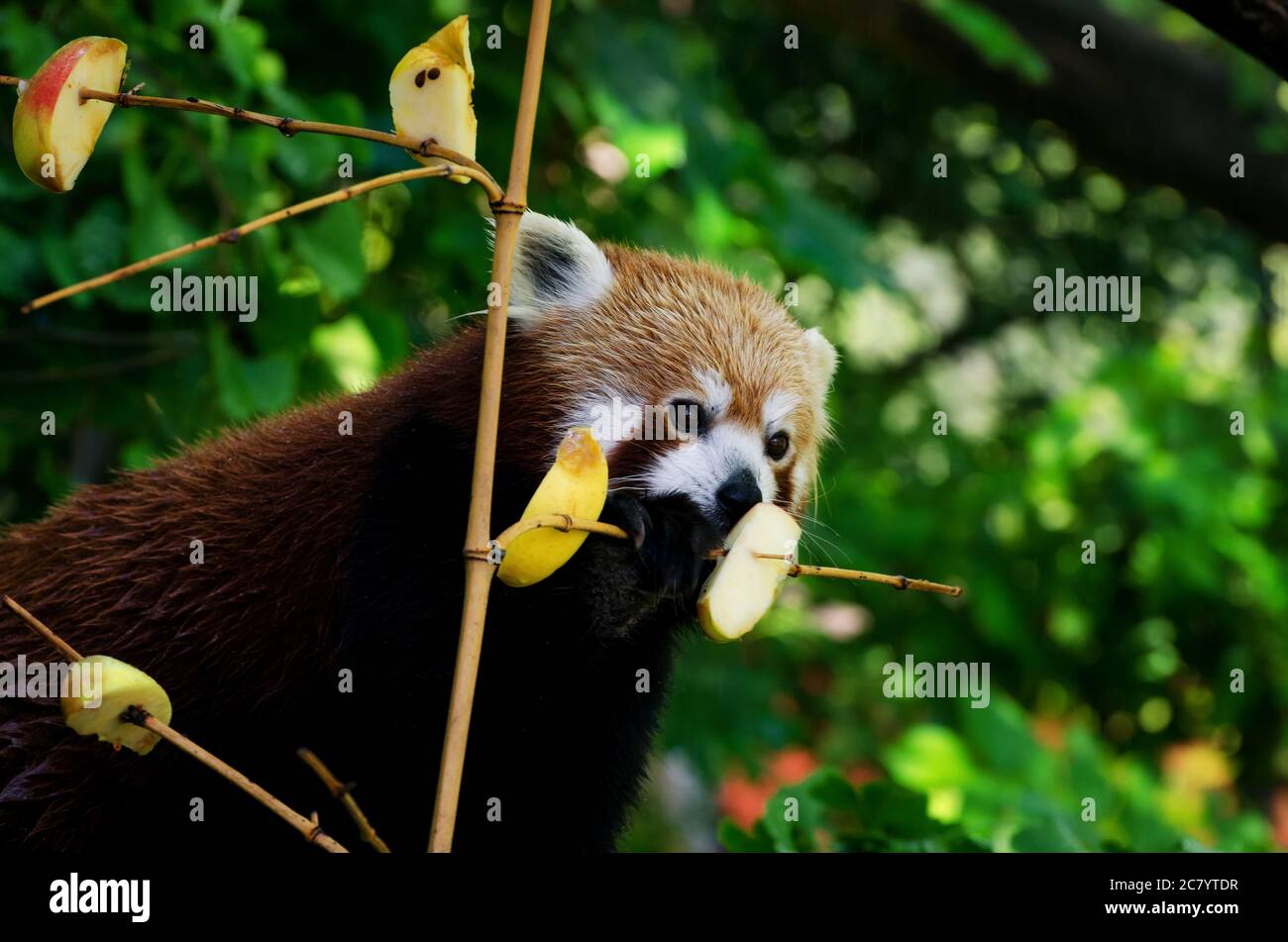 Roter Panda (Ailurus fulgens), auf einem Baum gehend Stockfoto