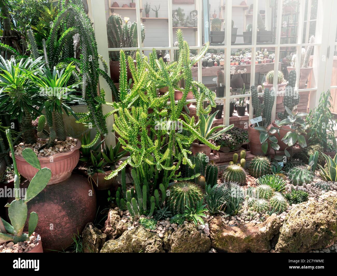 Kaktusgarten im Freien. Viele Kakteen und Sukkulenten Pflanzen in Tpfen  vor weiem Gewchshaus mit Sonnenschein am Morgen angeordnet  Stockfotografie - Alamy