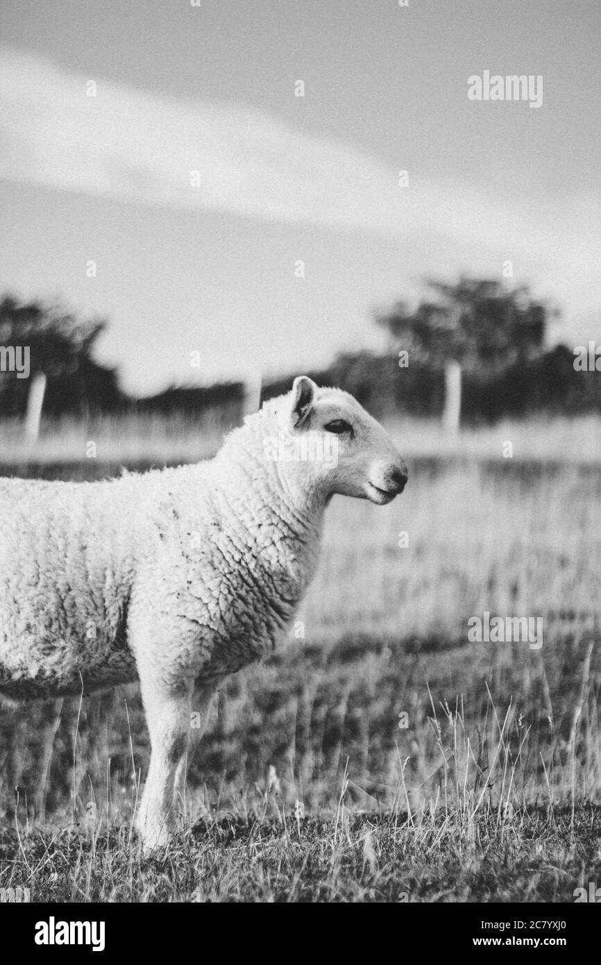 Schafe auf diesen Hügeln am Cuckmere River Stockfoto