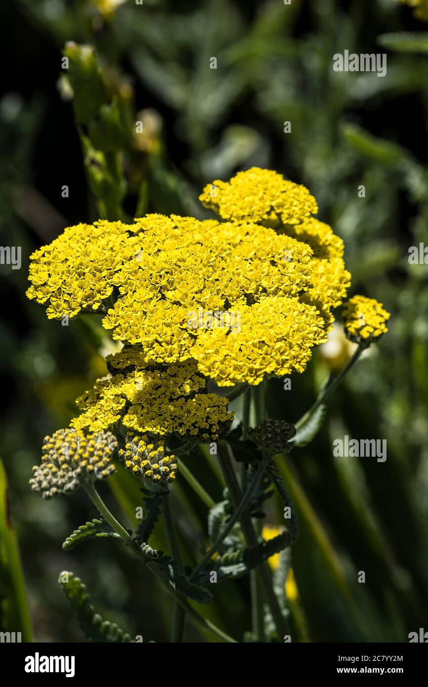 Sisyrinchium striatum Pale gelb-Augen Gras Satin Blume. Stockfoto