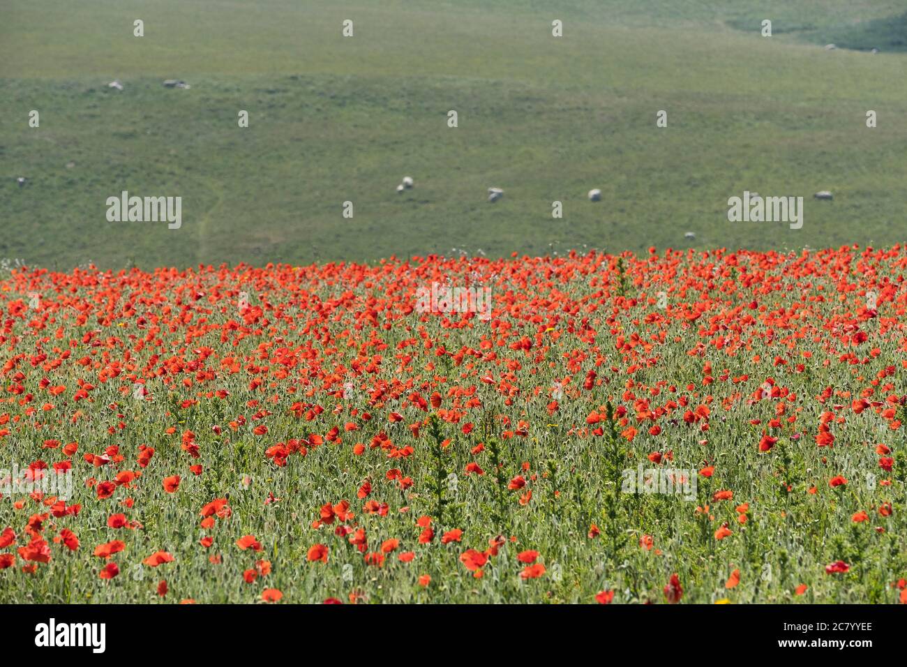 Der spektakuläre Anblick der Papaver-Rhoeas, die auf einem Feld wachsen. Das Ackerfeldprojekt auf dem Ganzpunkt West in Newquay in Cornwall. Stockfoto