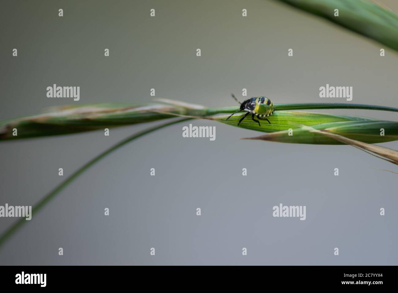 Kleiner grüner Käfer, nezara viridula Mitte instar Nymphe, auf einem Blatt gehend, in Palencia, Spanien Stockfoto