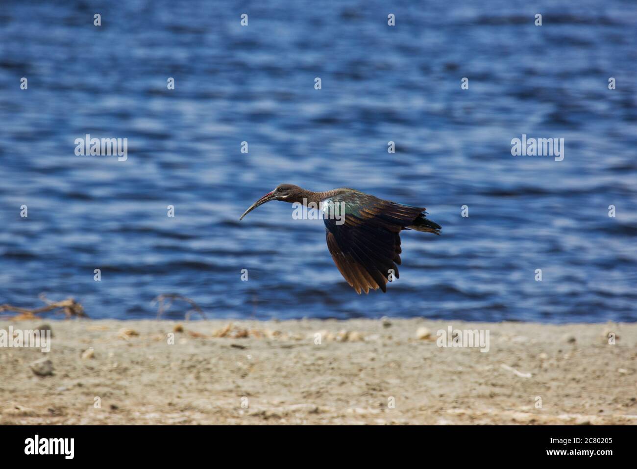 Hada ibis (Bostrychia hagedash) im Flug. Dies ist ein Watvogel mit langen Beinen, einem langen Hals und einem langen Schnabel zum Füttern von Insekten, Krebstieren, sp Stockfoto