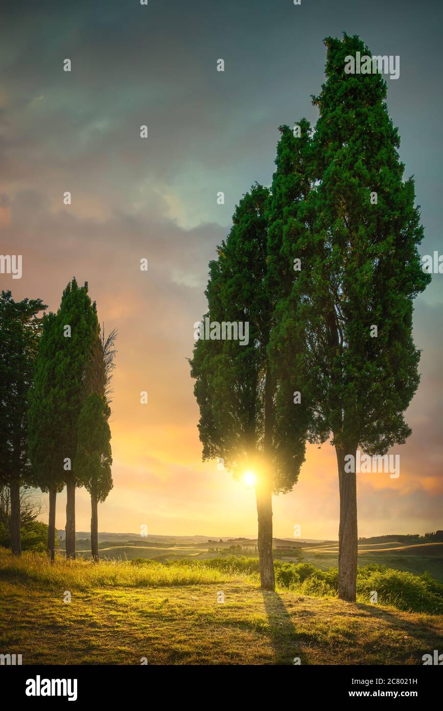 Zypressen im Certaldo canonica Park bei Sonnenuntergang. Florenz, Toskana, Italien Europa Stockfoto