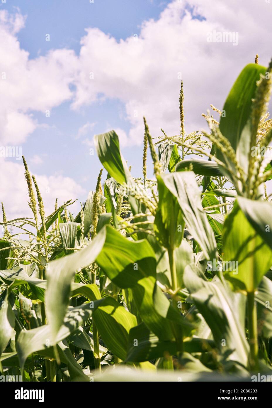 Maispflanzen wachsen in der Sonne Stockfoto