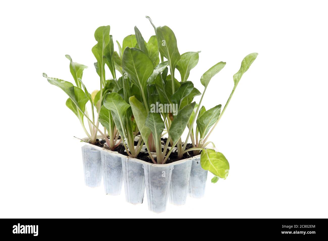 efeu Küste Mangold Sämlinge Stockfoto