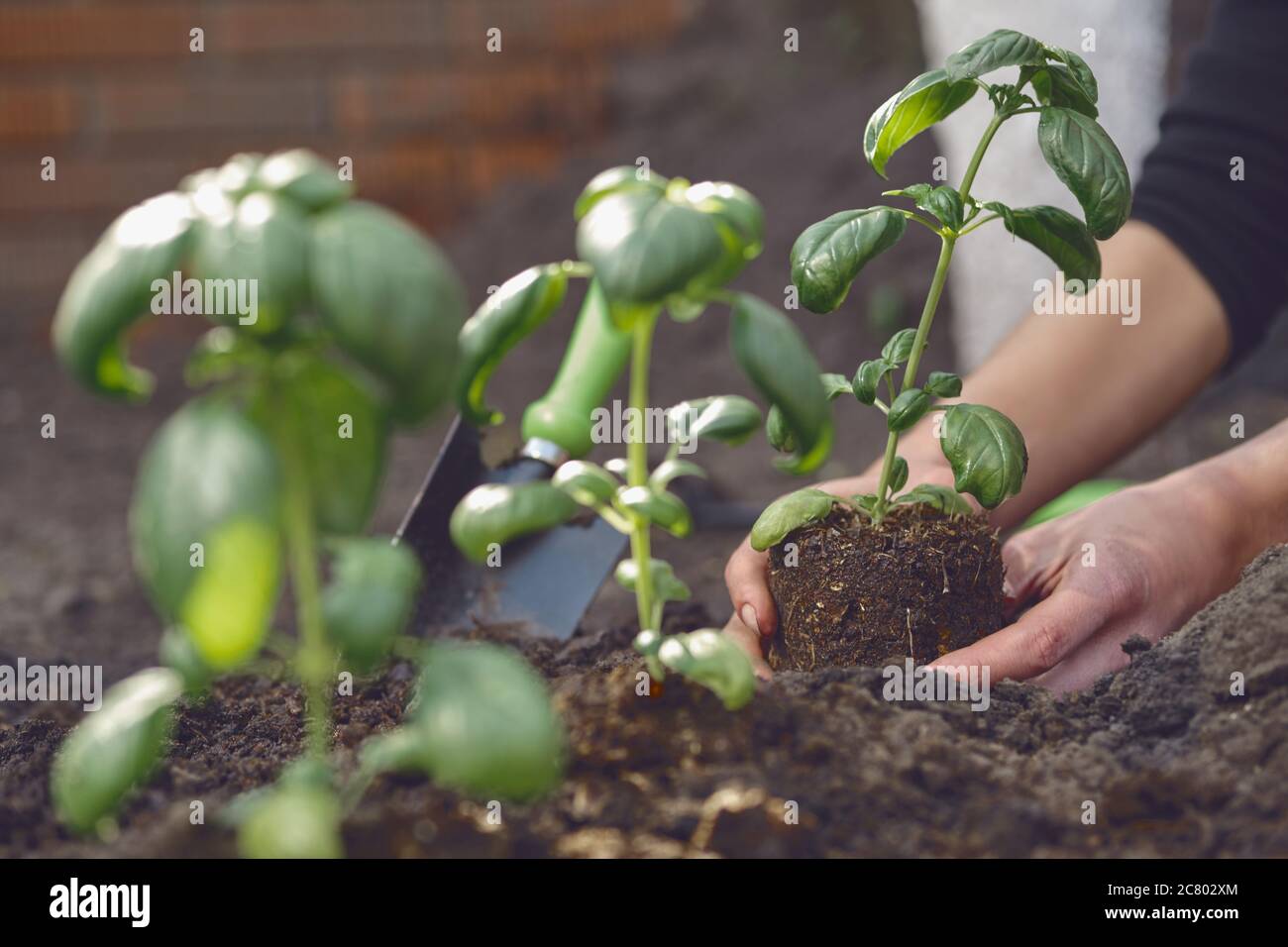 Hände von unkenntlichen Mädchen Pflanzen junge grüne Basilikum-Sämlinge oder Pflanzen in befruchteten Boden. Sonnenlicht, Erde, kleine Gartenschaufel. Nahaufnahme Stockfoto