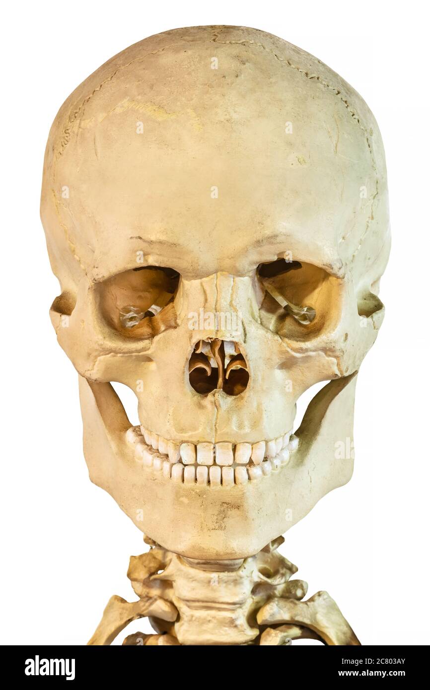 Vorderansicht eines antiken menschlichen Schädels isoliert auf weißem Hintergrund Stockfoto