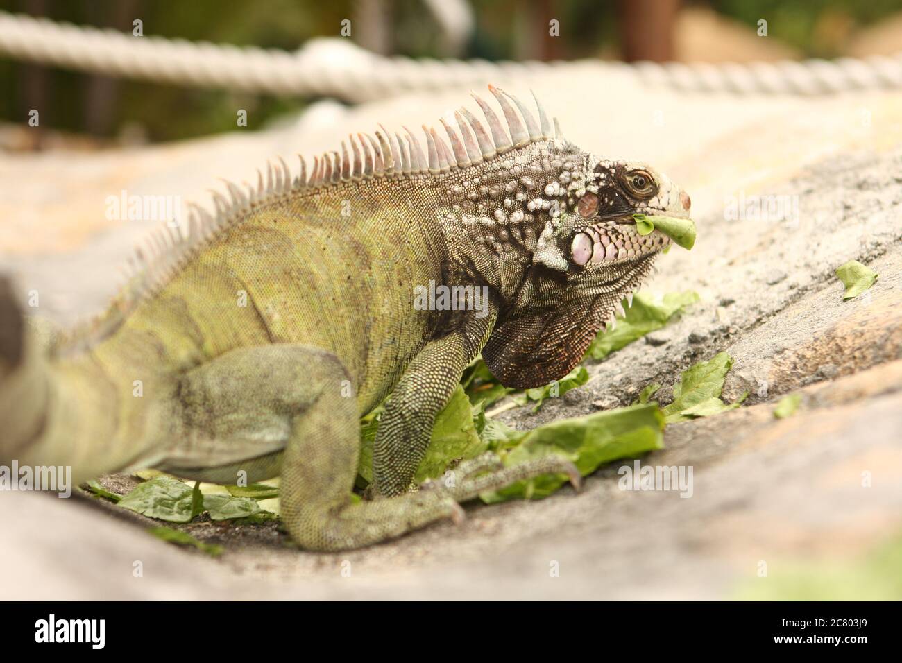 Nahaufnahme von einem männlichen grüner Leguan (Iguana Iguana) mit Stacheln und Wamme Bilder aus dem Monat in Ecuador Stockfoto