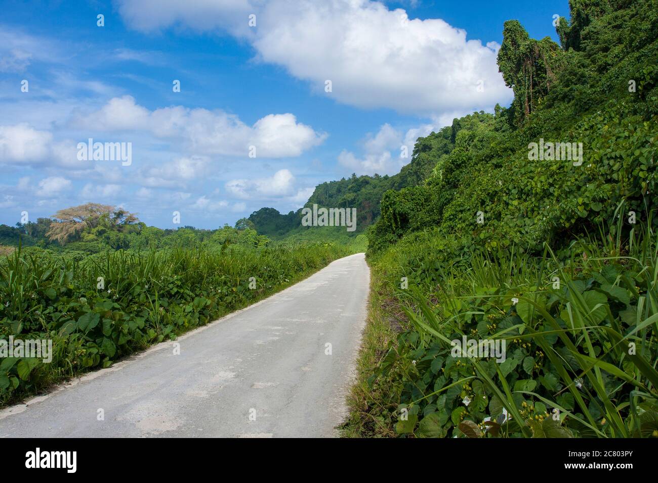 Endlose Straße ins Nirgendwo durch üppige grüne Vegetation Stockfoto