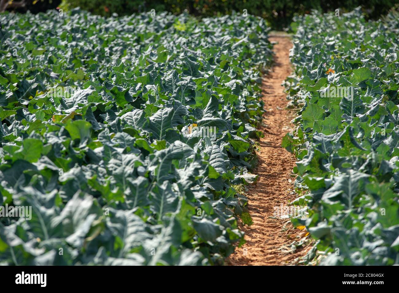 Brokkoli (Brassica oleracea) Pflanzen wachsen in einem landwirtschaftlichen Feld. Fotografiert in Israel im Frühjahr, April Stockfoto