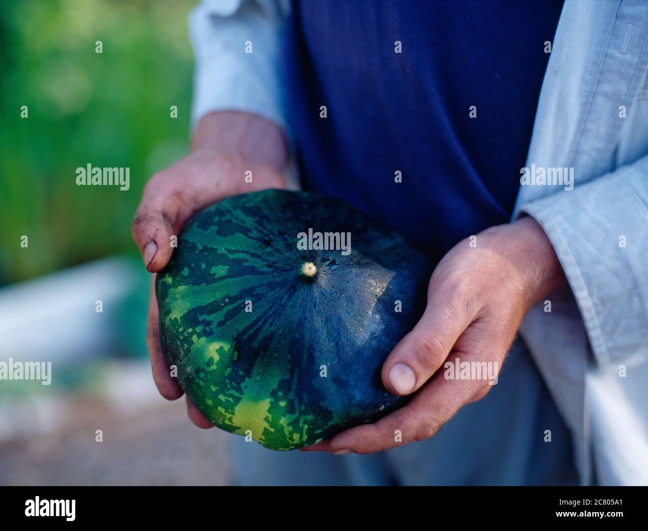 Grüner Edelsteinquetsch in den Händen der Gärtner gehalten Stockfoto