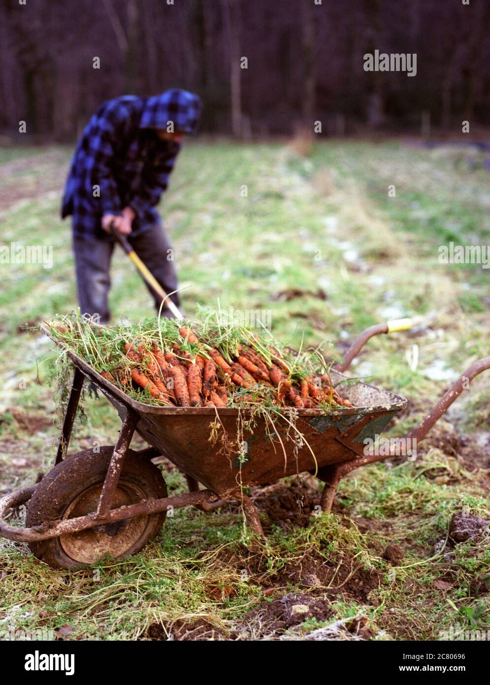 Gärtner graben Karotten in einem winterlichen Feld mit einer Schubkarre voll Stockfoto