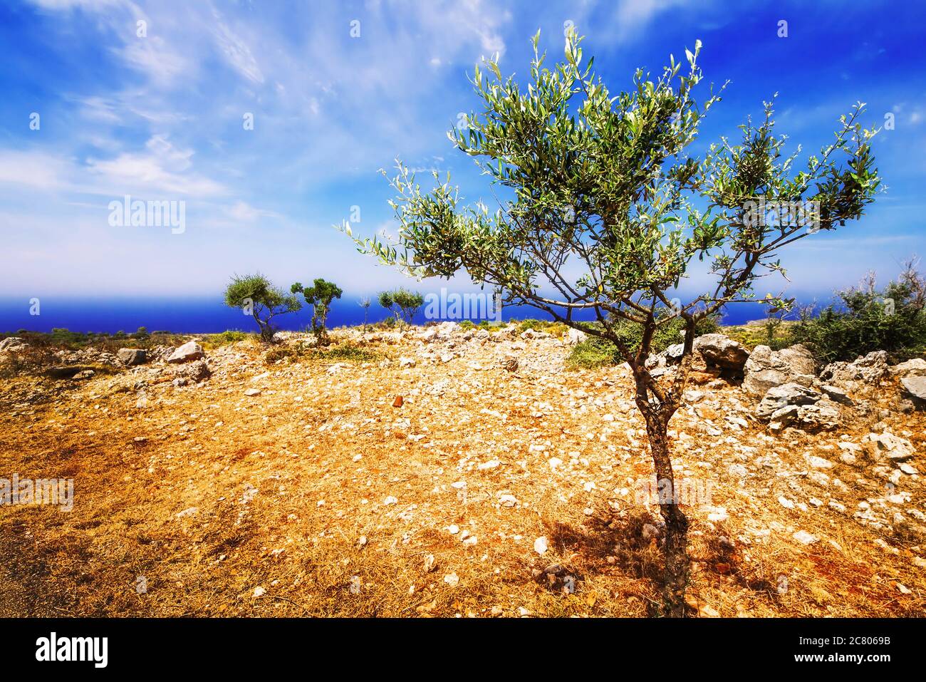 Junge Olivenbäume in der Nähe von Porto Roxa auf der Insel Zakynthos, Griechenland Stockfoto