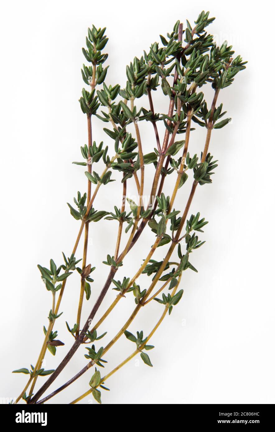 Ein geschnittener Zweig frischen Thymians auf einem Leuchtkasten Stockfoto