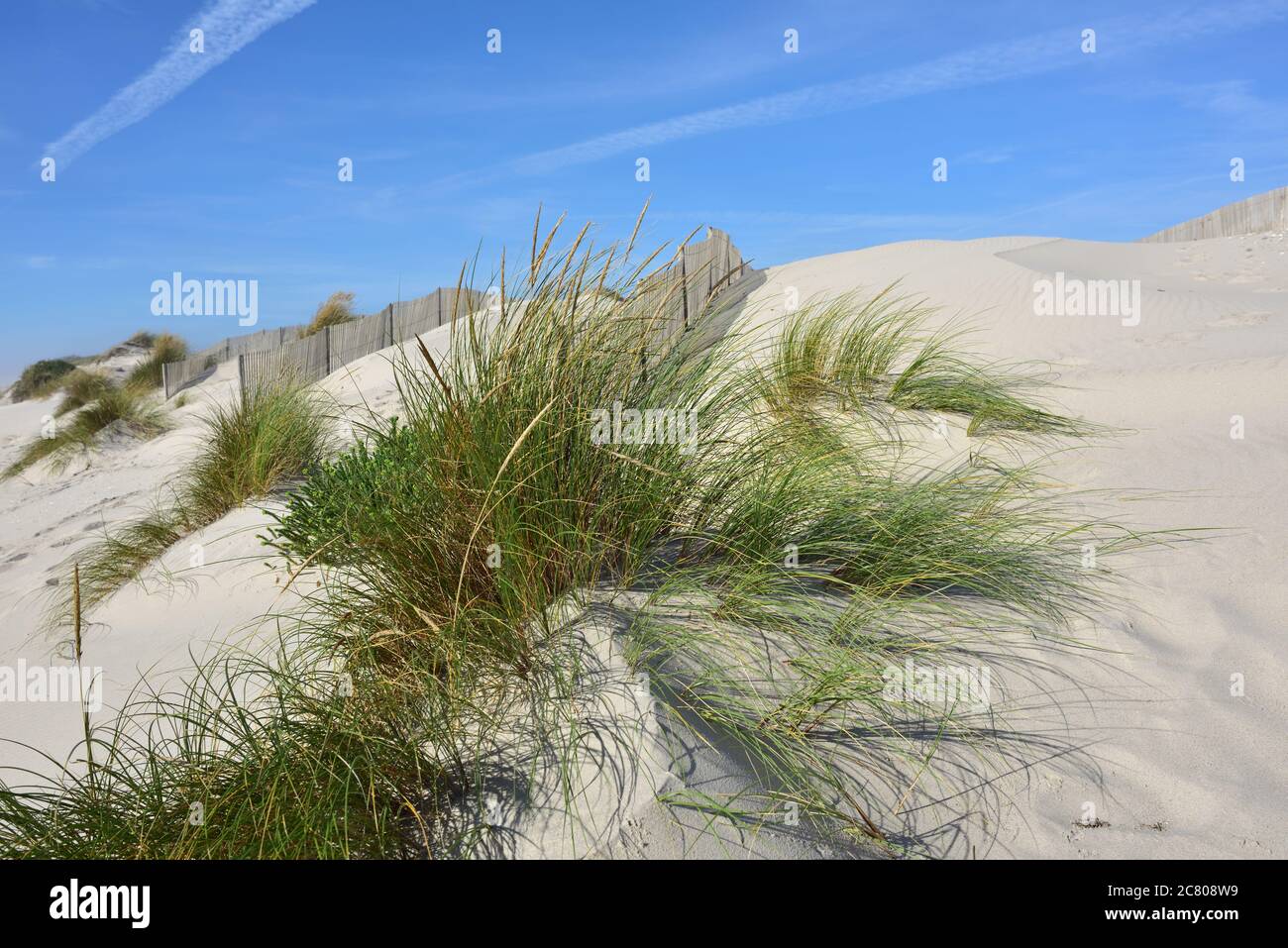 Grasige, windgepeitschte Vegetation wächst auf Sanddünen an Costa Nova, einem berühmten Strand in der Nähe von Aveiro, Centro, Portugal Stockfoto