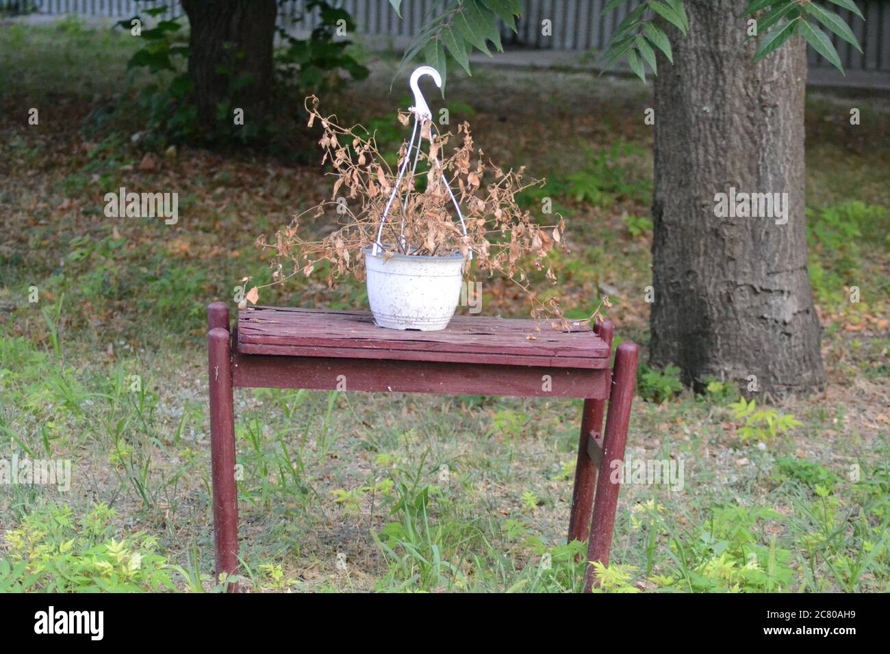 Nahaufnahme eines Blumentopfes auf einem Tisch im Hotel Garten in Eforie Nord Rumänien Stockfoto