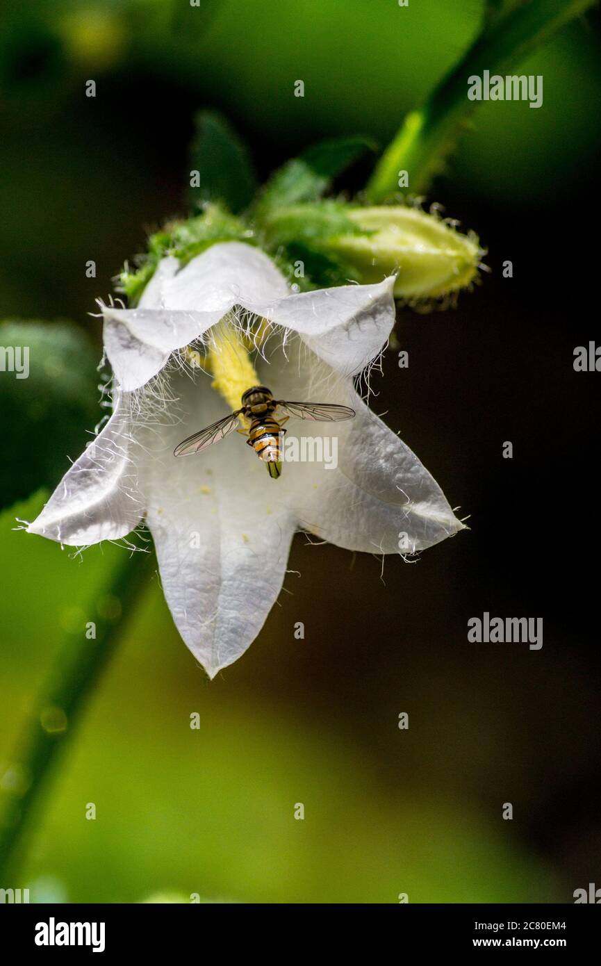 Marmelade-Schwebefliege, Episyrphus balteatus, auf einer weißen Nesselblättrigen Glockenblume, campanula trachelium var. alba, in einem Garten in London, England Stockfoto
