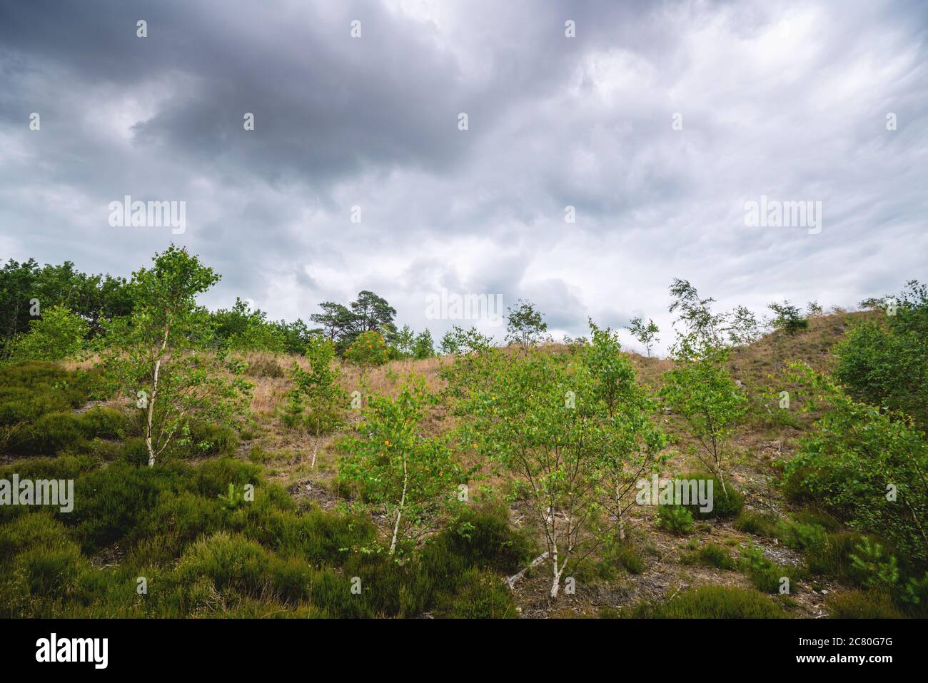 Birken mit frischen grünen Blättern auf Ebenen in der Wildnis mit dunklen Wolken darüber Stockfoto