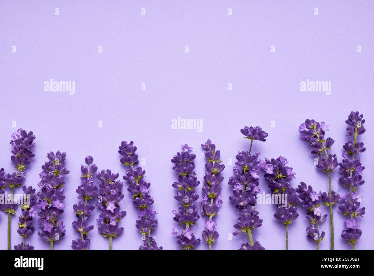Lavendel Blumen Rand auf lila Hintergrund. Draufsicht, Kopierbereich für Text Stockfoto