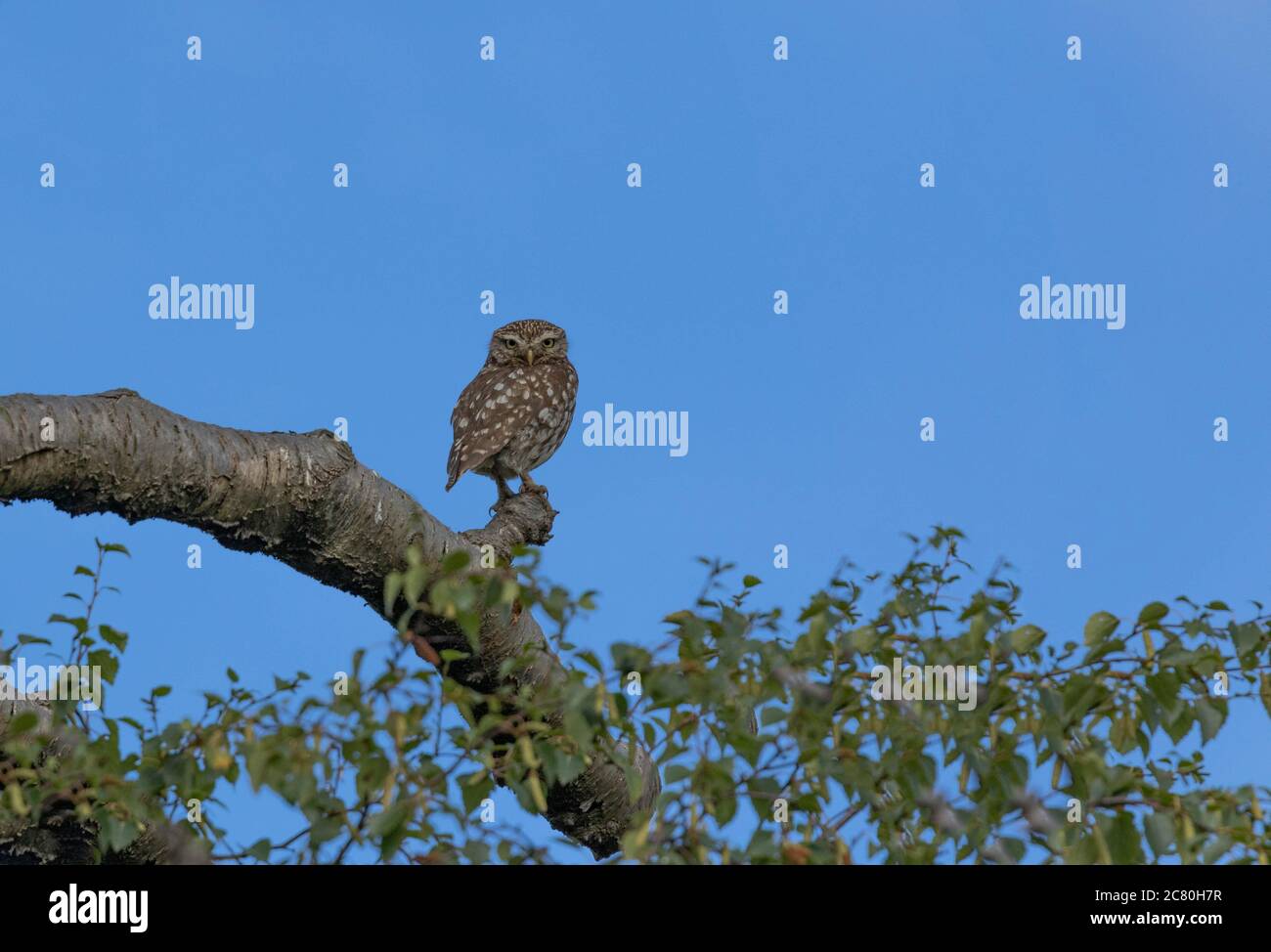 Eine einzelne kleine Eule (UK) auf einem Baumzweig vor blauem Himmel Hintergrund. Stockfoto