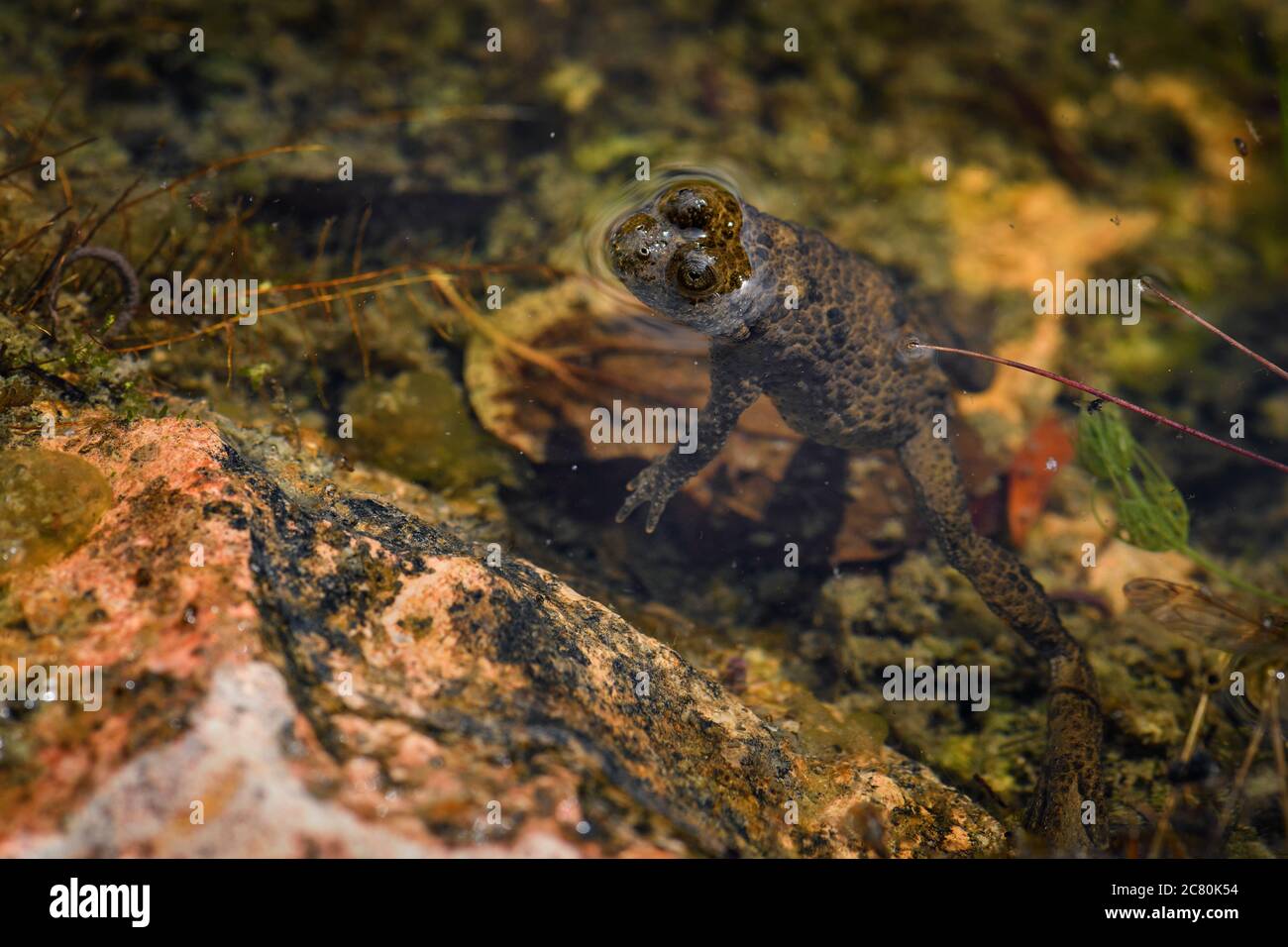 Gelbbauchkröte - Bombina variegata, schöner gefärbter Frosch aus europäischen Süßgewässern, Stramberk, Tschechische Republik. Stockfoto