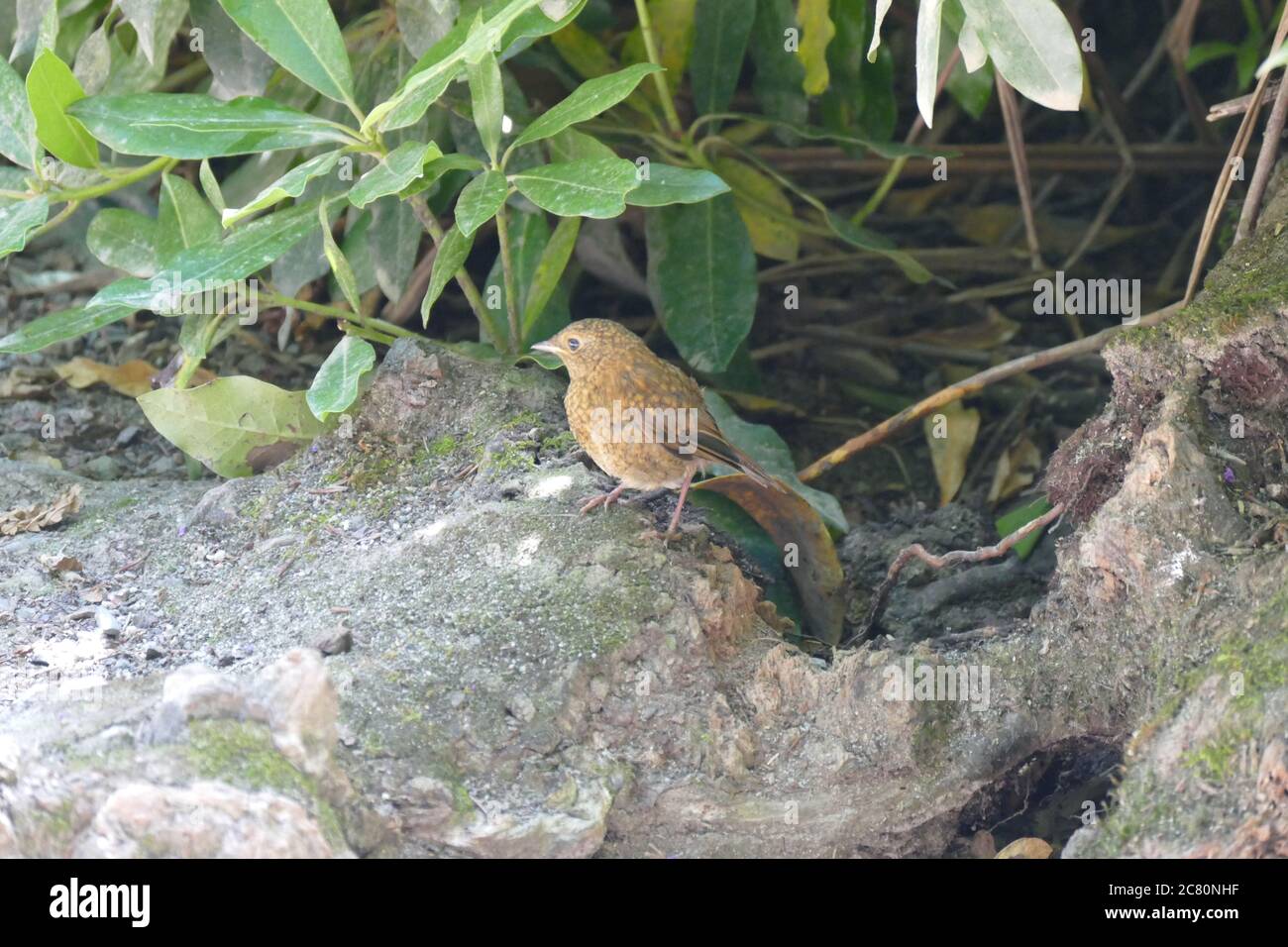 Mauser robin -Fotos und -Bildmaterial in hoher Auflösung – Alamy