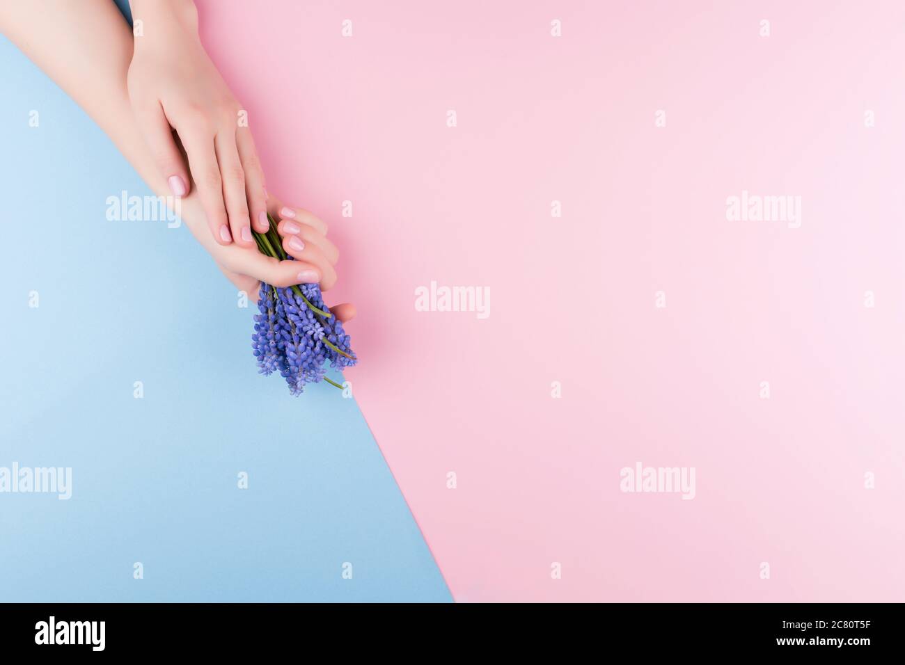 Schöne zarte Damenhände mit einer stilvollen rosa Maniküre auf einem rosa und blauen Hintergrund mit einer Blume in der Hand Stockfoto