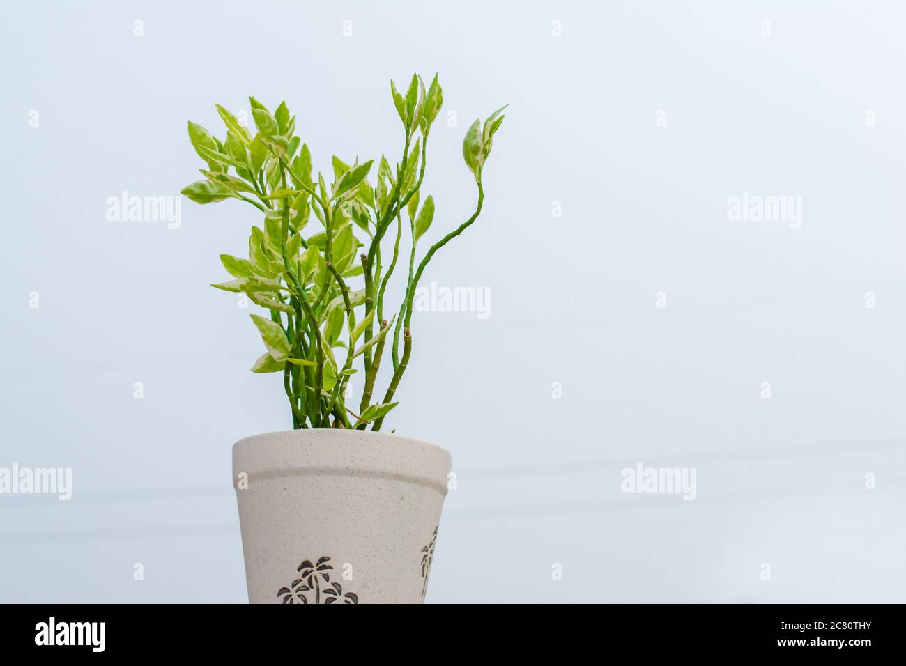 Zweig der Zimmerpflanze ficus benjamina mit bunten Blättern. Selektiver Fokus, Kopierraum. Stockfoto