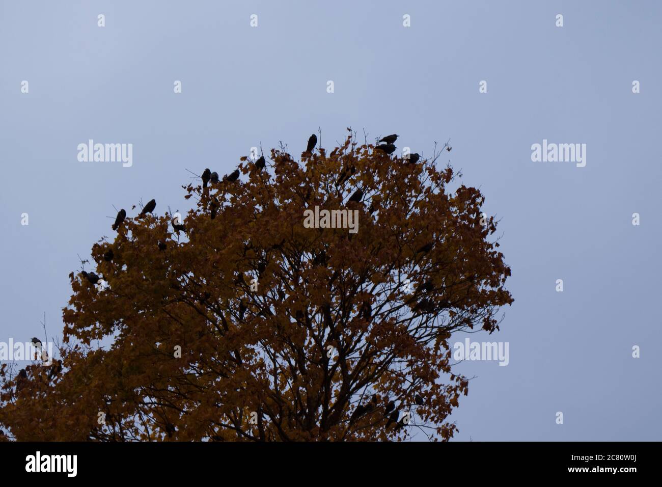 Krähe in der Natur, in der Nähe von Wasser Stockfoto