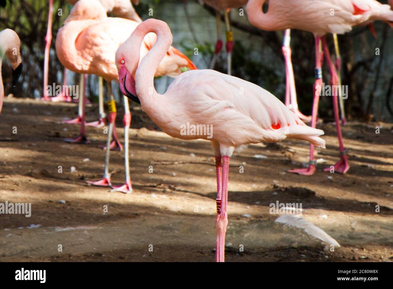 Große Gruppe von rosa oder roten Flamingos im Berliner Zoo Stockfoto