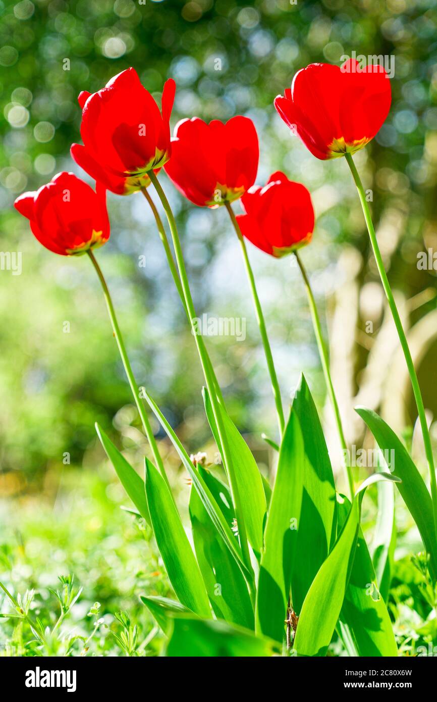 Sechs rote Tulpen im strahlenden Sonnenschein. Nahaufnahme von sechs Tulpenblüten und Stielen vor unfokussieren Hintergrund der grünen Laub. Stockfoto