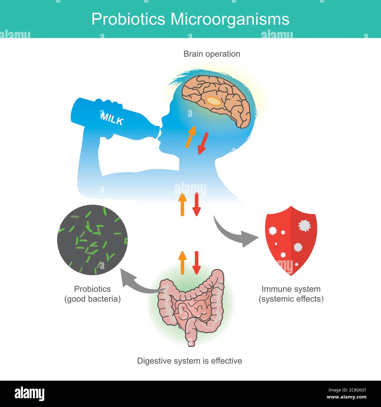 Probiotika Mikroorganismen. Beispiel-Diagramm, wenn ein Kind erhält Probiotika (Milchsäurebakterien) aus Trinkwasser Milch oder Joghurt Produkte gehören Eat vita Stock Vektor