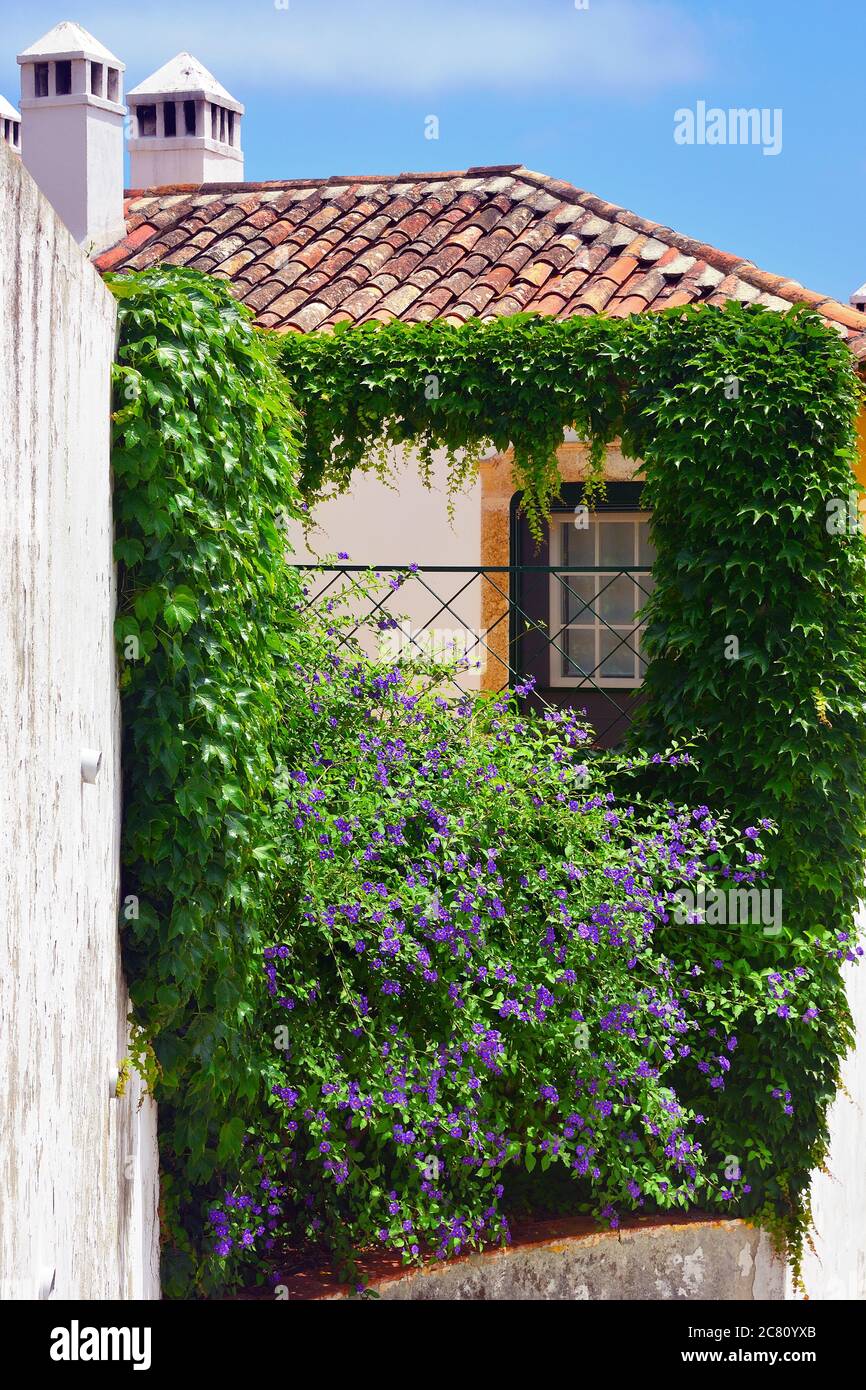 Charmantes mittelalterliches Gebäude mit einer grünen Twining-Anlage in der Altstadt Obidos in Portugal. Obidos ist ein beliebtes Touristenziel Stockfoto