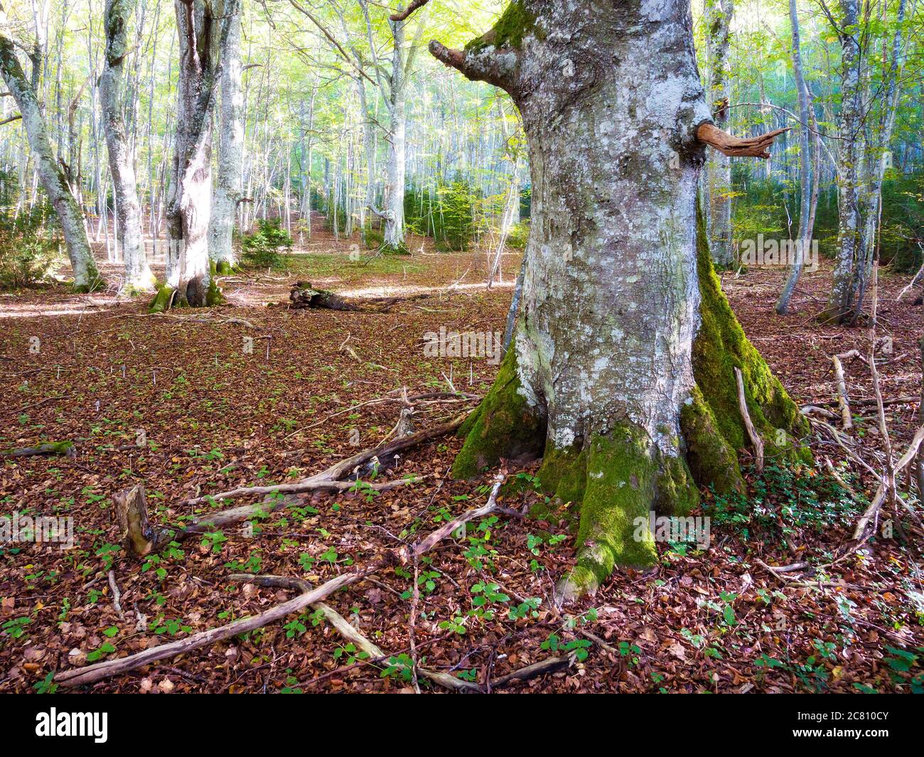 Bosque de hayas en Álava. País Vasco. España Stockfoto