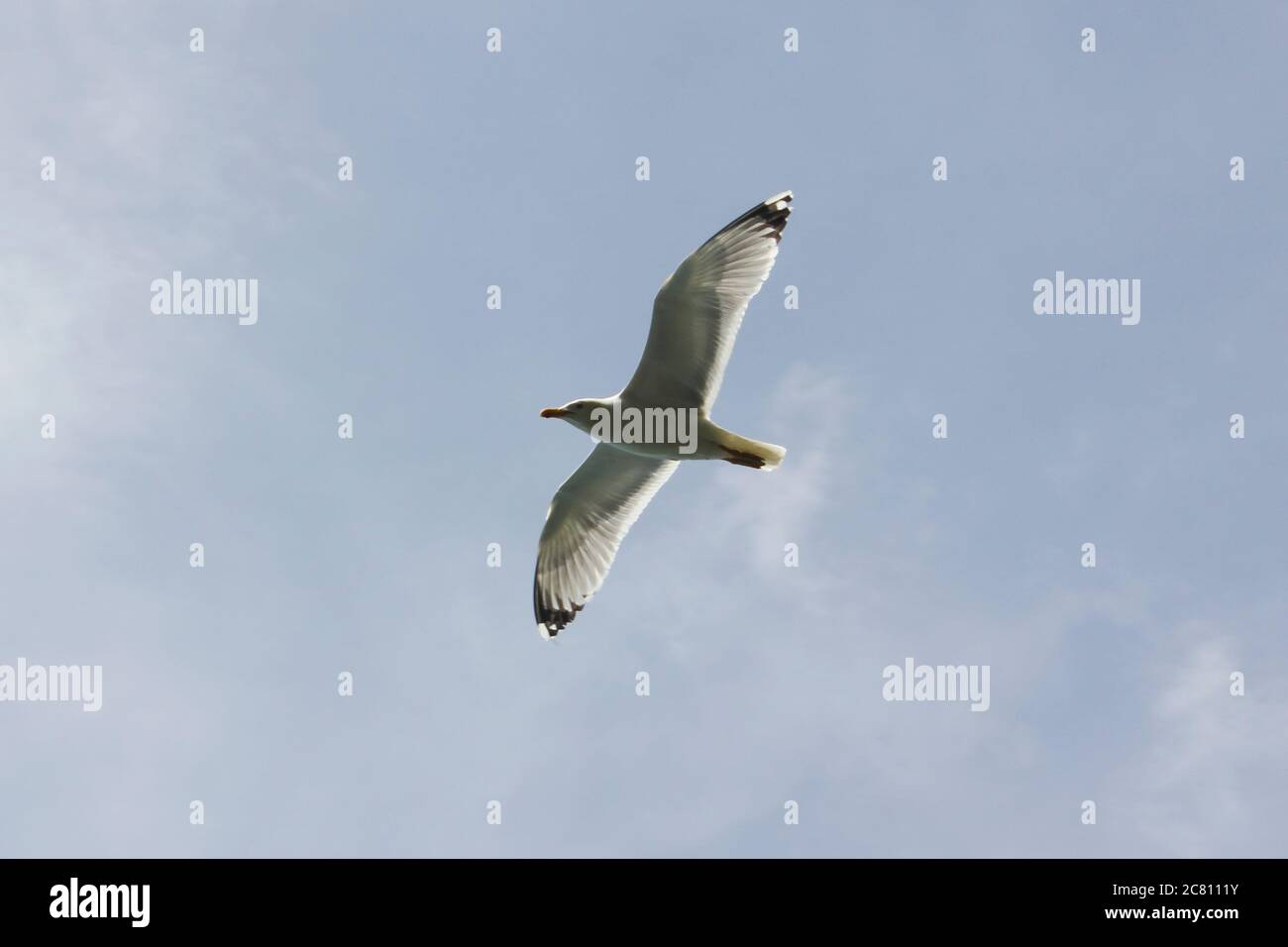 Möwen im Schwarzen Meer, wildes Vogelleben Stockfoto