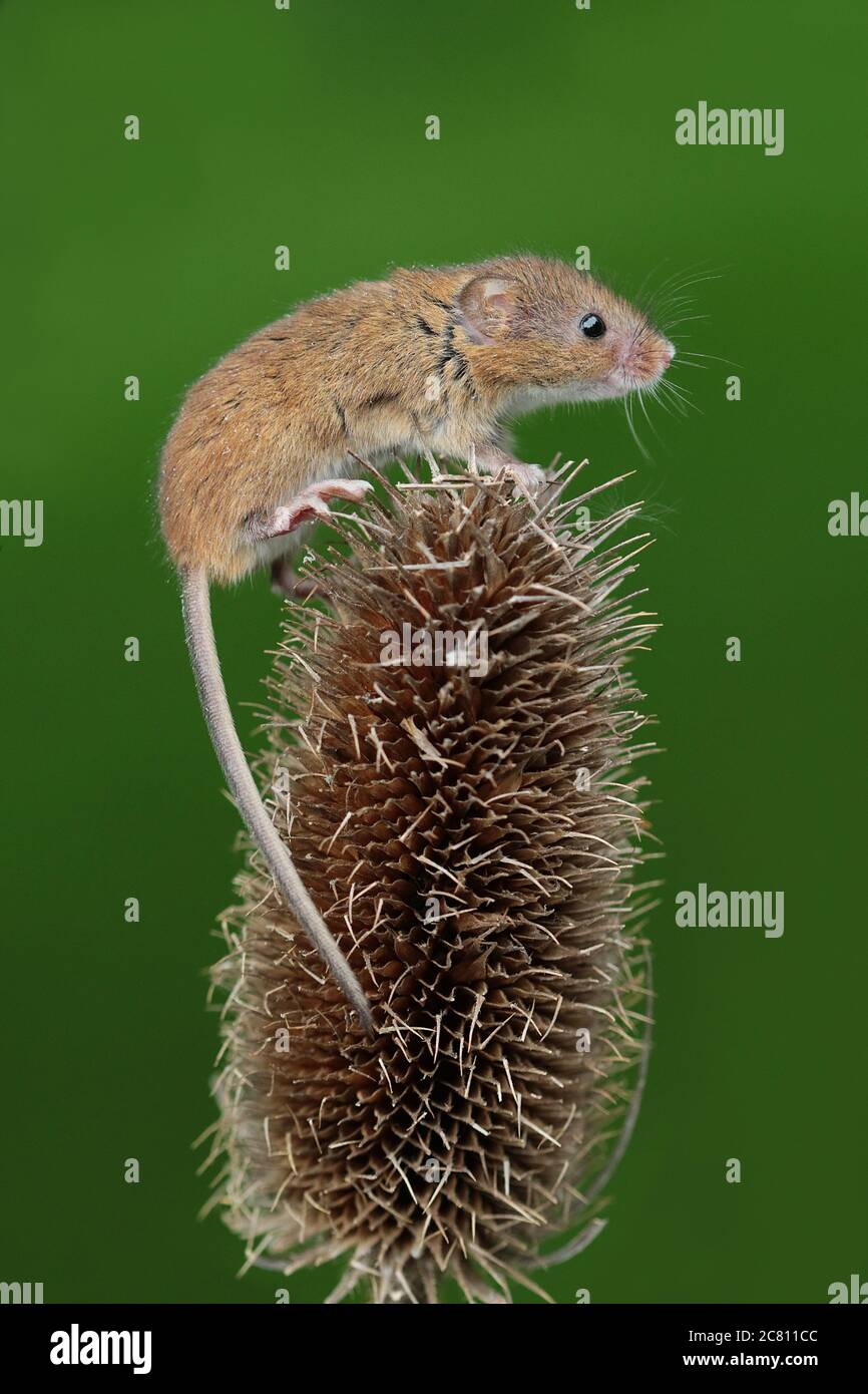 Ernte Mäuse sind einfach bezaubernd & eine echte Freude zu fotografieren. Es sind winzige britische Säugetiere, mit Erwachsenen, die nur ein Stück 2 Pence wiegen! The Stockfoto