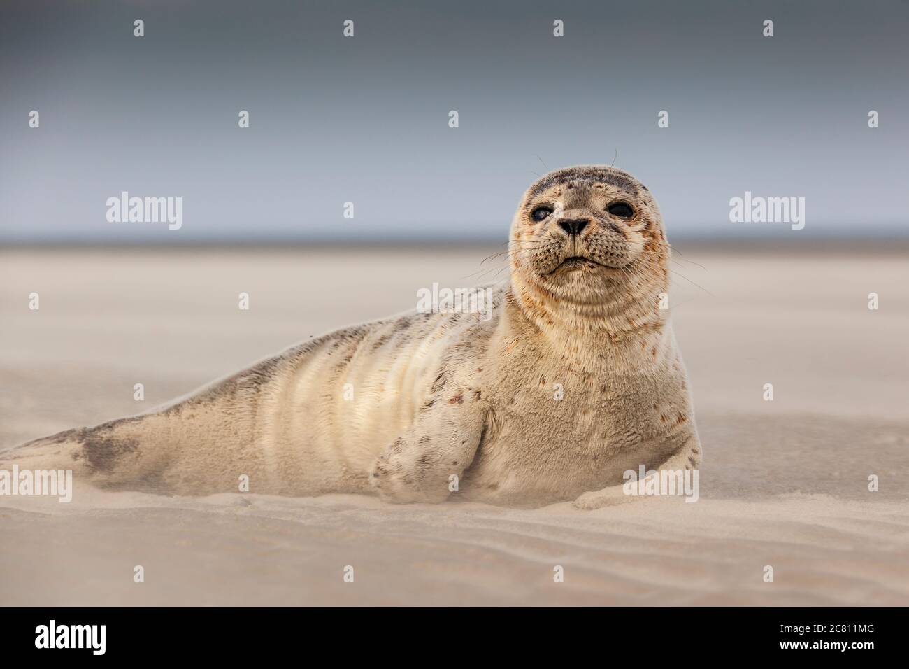 Junge Robbe am Strand auf der Insel Langeoog / Deutschland Stockfoto
