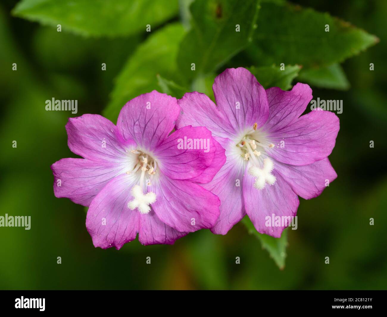Nahaufnahme der rosa Blüten der krautigen Staude UK Wildflower, Epilobium hirsutum, große Weidenkräuter oder Codlins und Creme Stockfoto