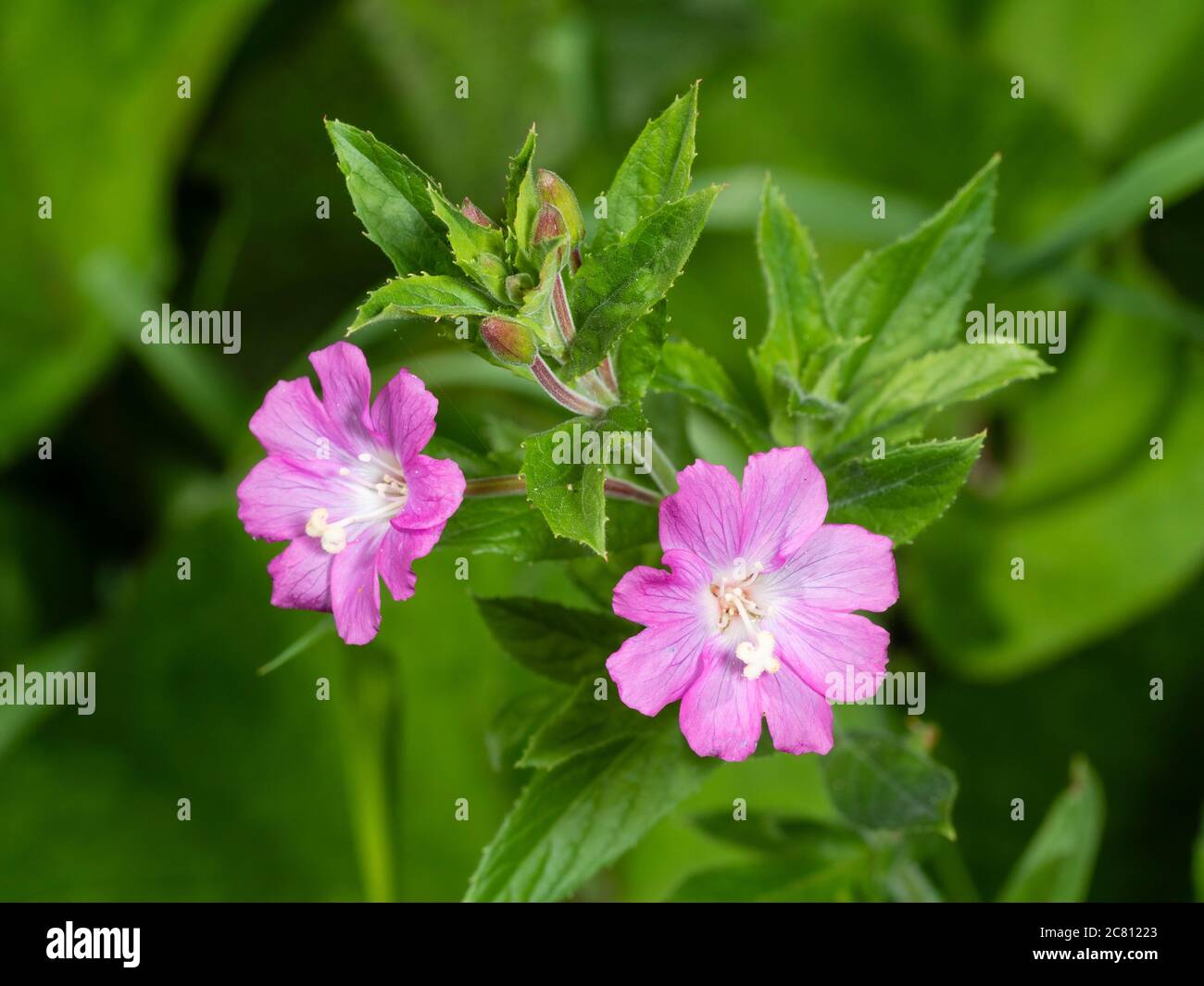 Nahaufnahme der rosa Blüten der krautigen Staude UK Wildflower, Epilobium hirsutum, große Weidenkräuter oder Codlins und Creme Stockfoto