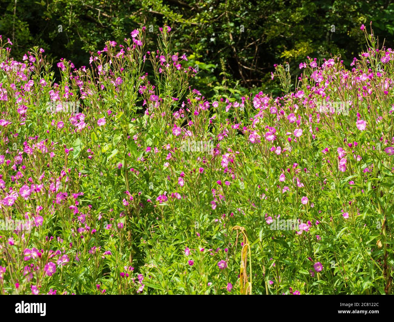 Massierte Blüten der krautigen Staude UK Wildflower, Epilobium hirsutum, große Weidenkräuter oder Codlins und Creme Stockfoto